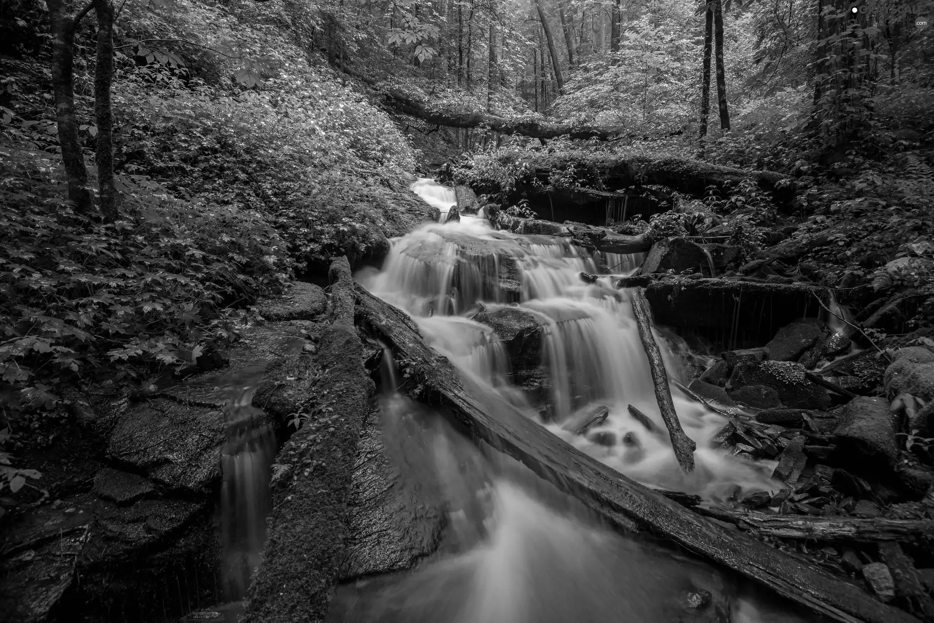 mossy, Stones, River, flux, forest