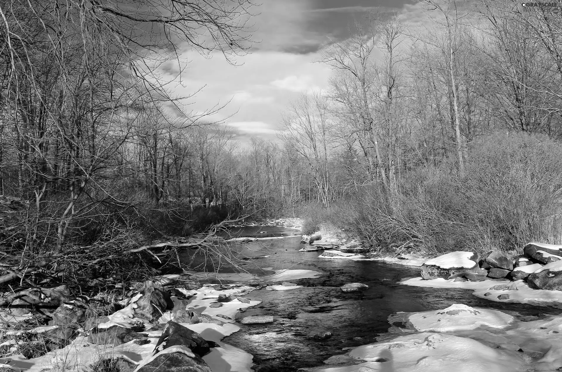 Stones, forest, River