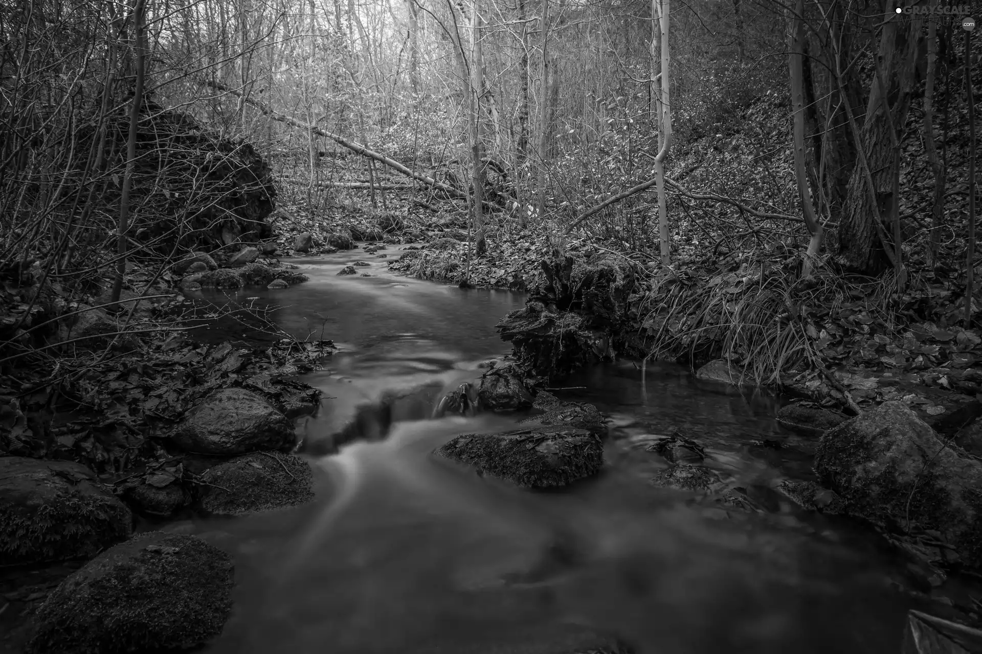 fallen, forest, mossy, Stones, Leaf, River