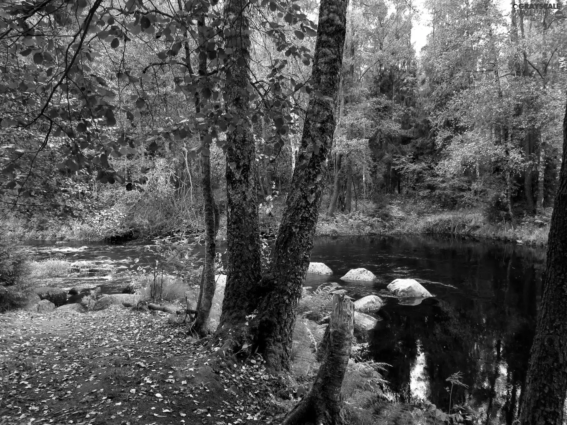 River, projections, Stones, forest