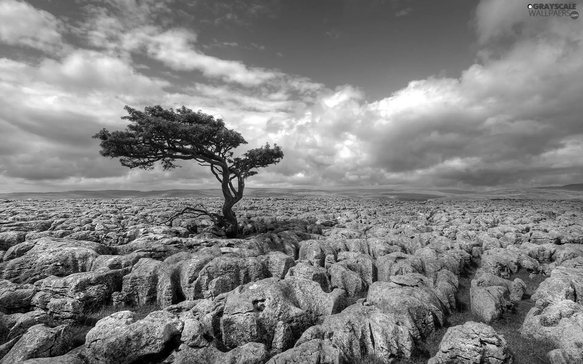 Stones, trees, rocks