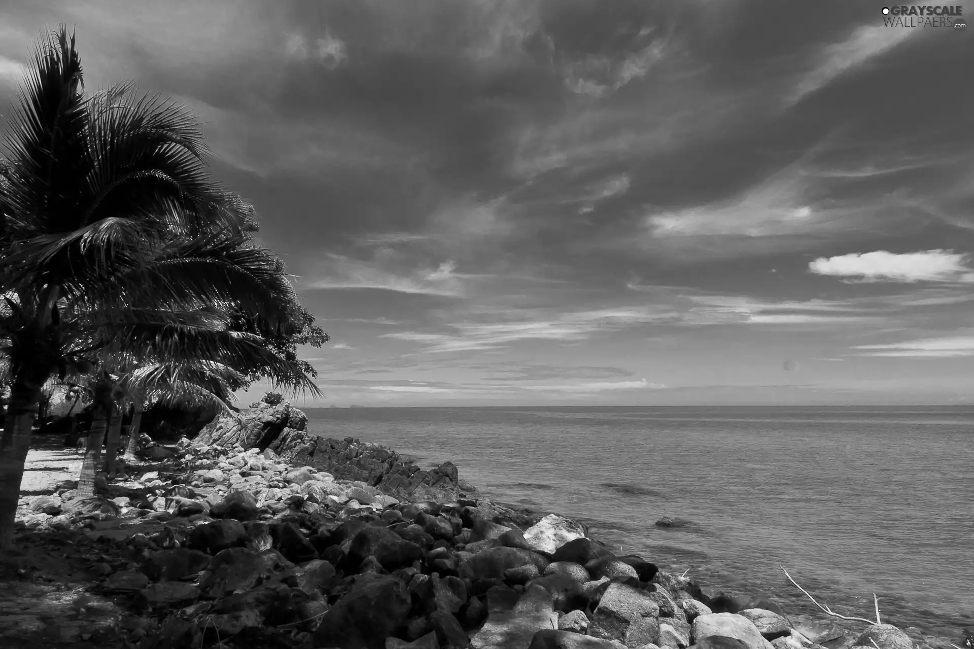 sea, Palms, Stones, Waves