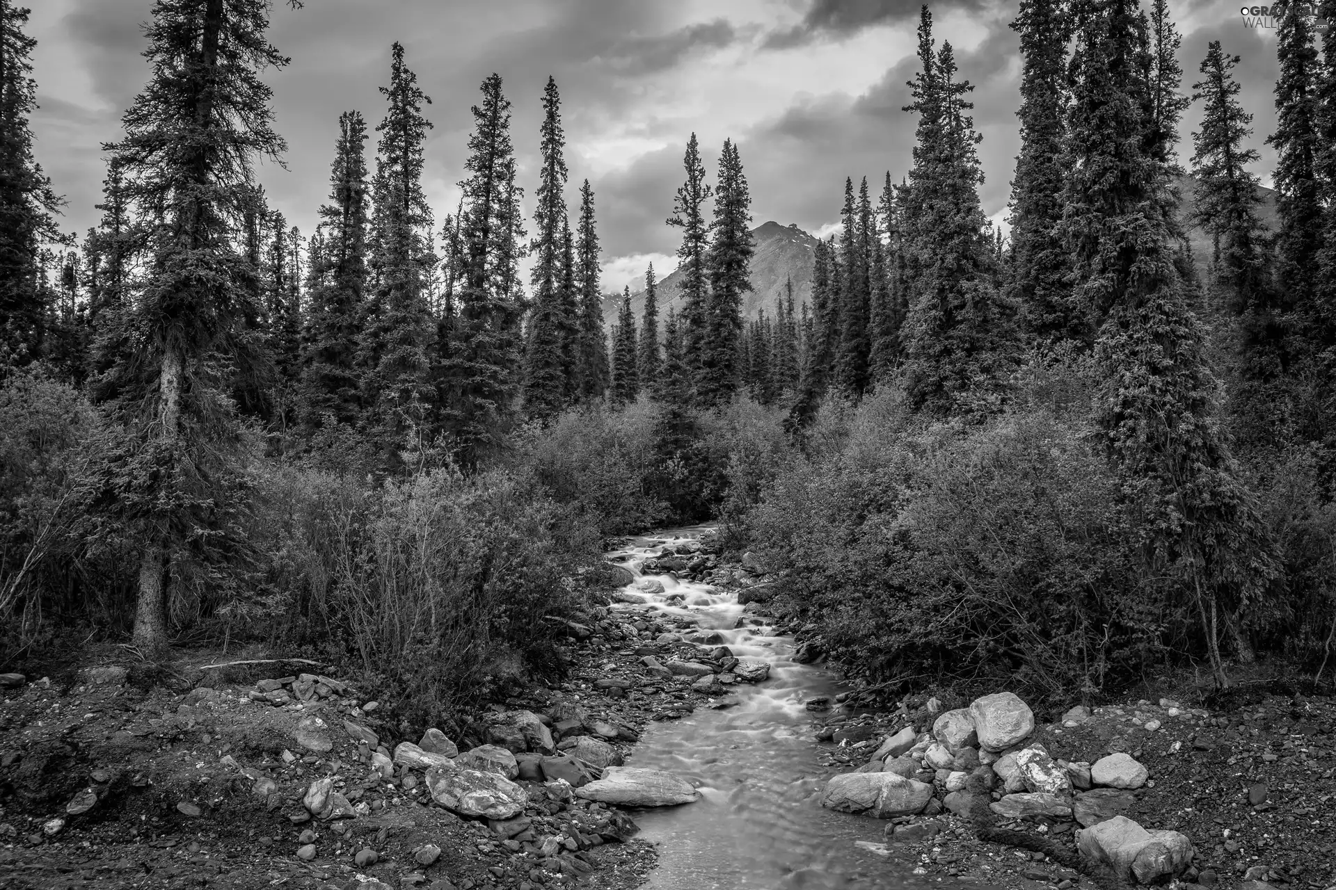 Stones, forest, stream