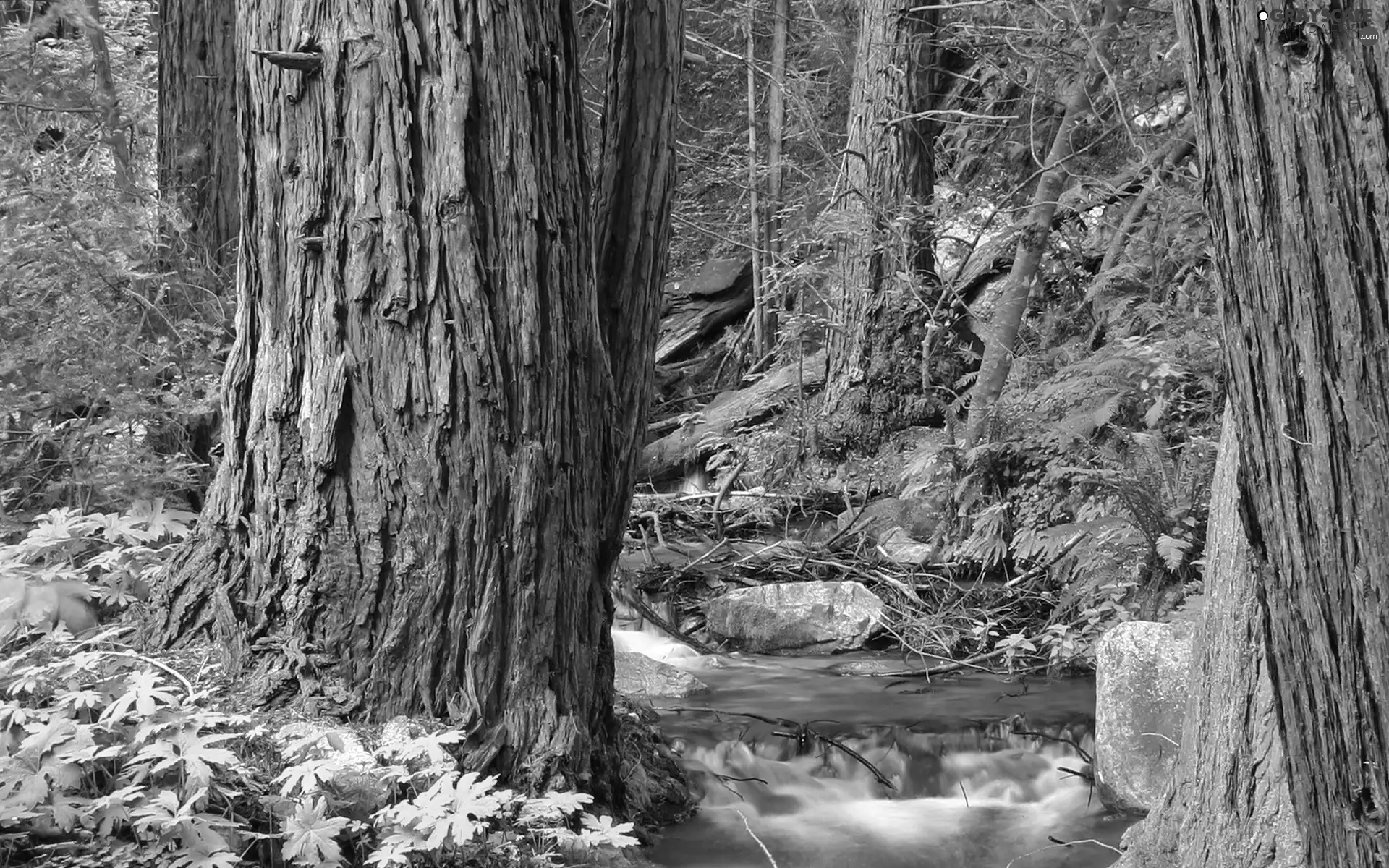 Stones, stream, viewes, branch pics, trees