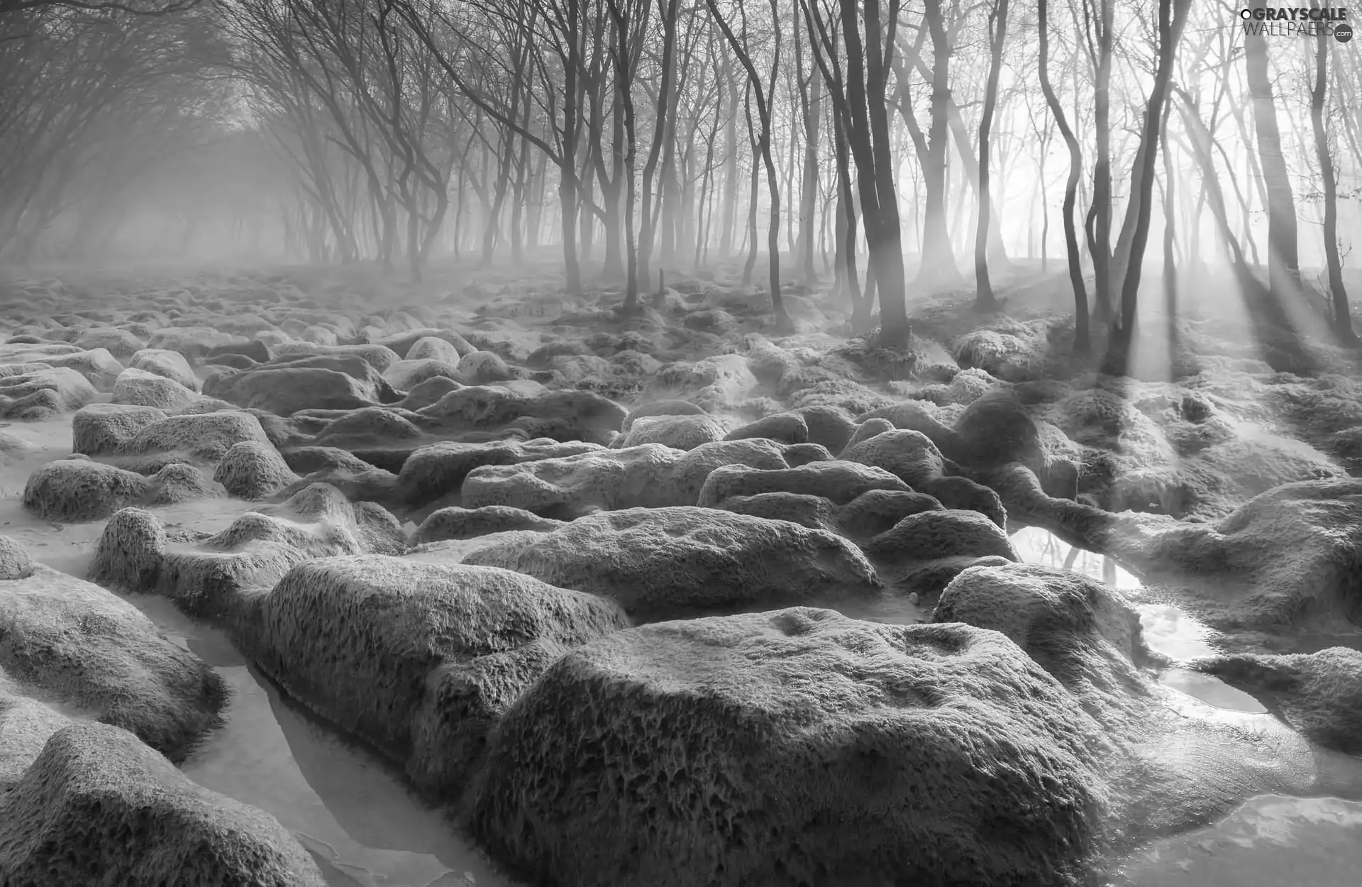 trees, mossy, rays of the Sun, Fog, viewes, Stones