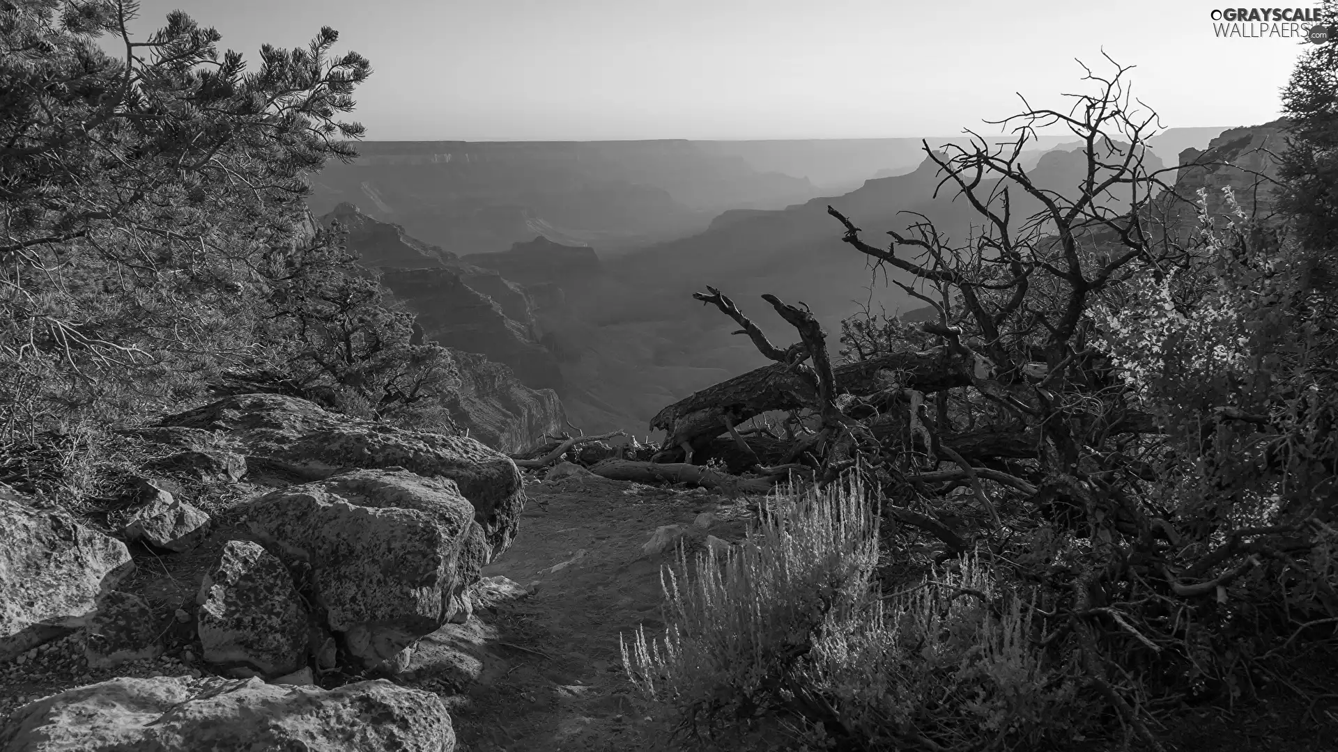 fallen, rocks, trees, Stones, canyon, dry, Bush
