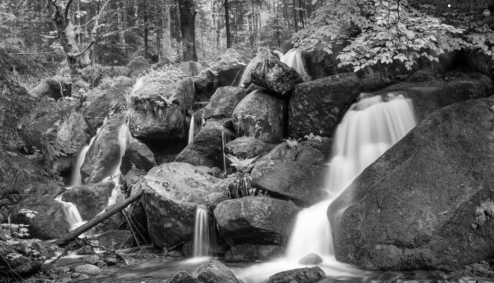 viewes, forest, stream, Stones, rocks, trees