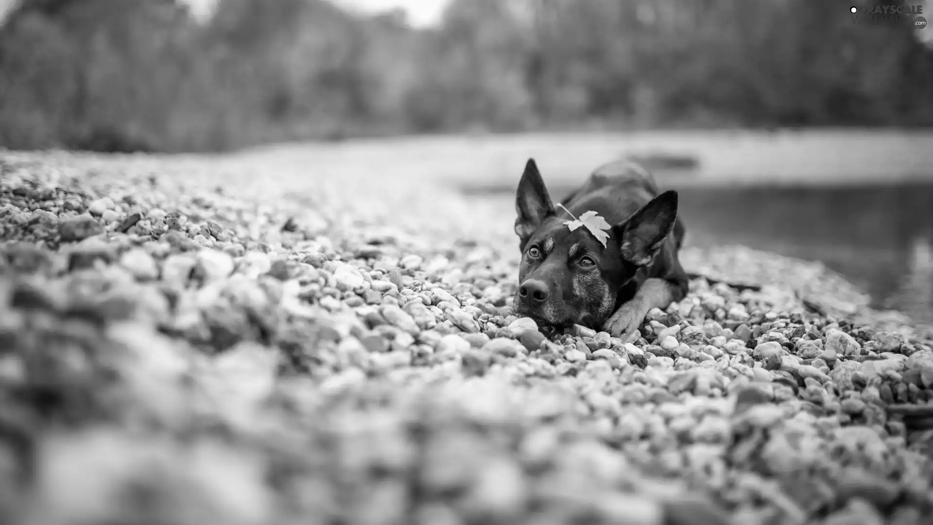 Stones, water, muzzle, leaf, dog