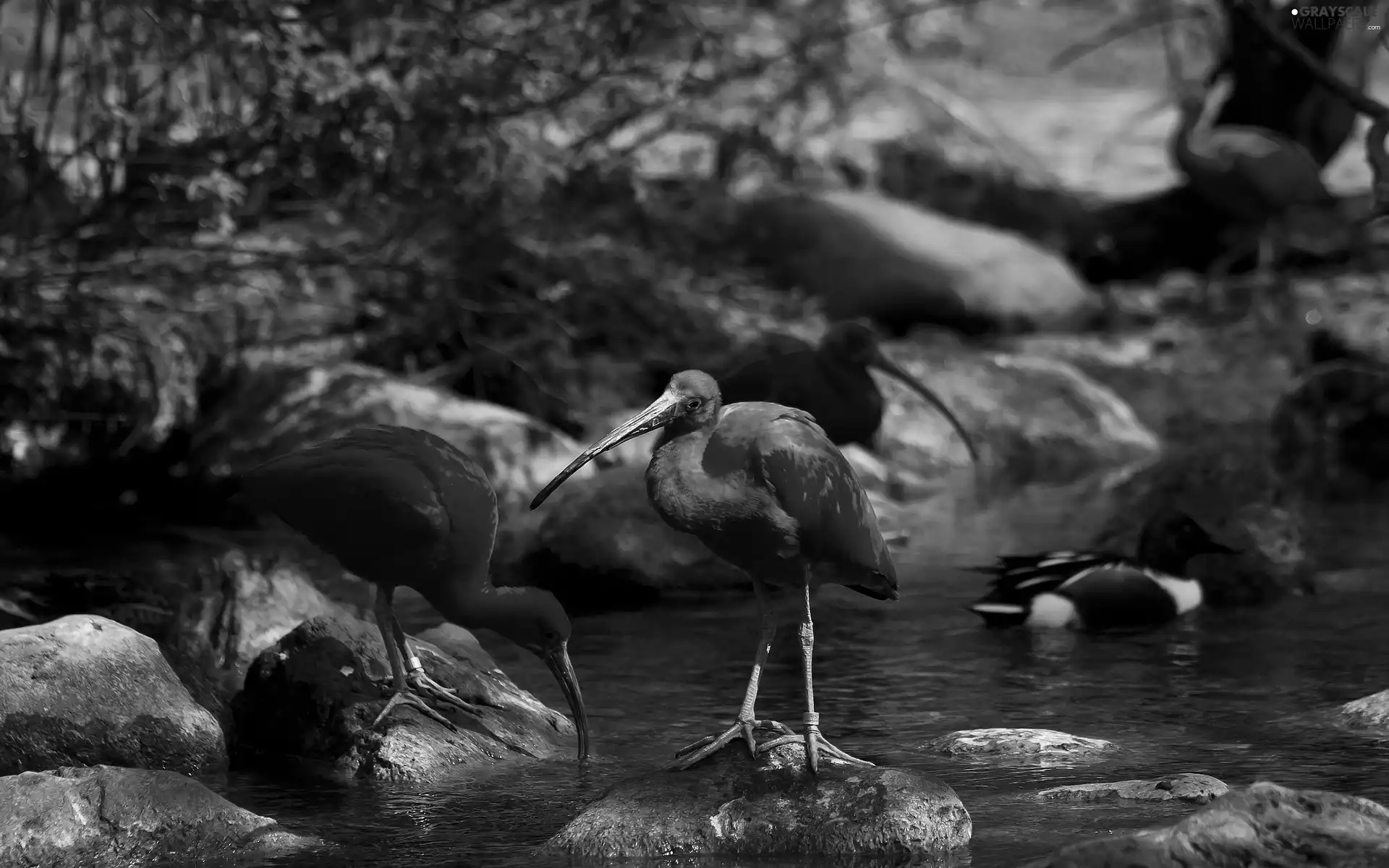Stones, ibises, water