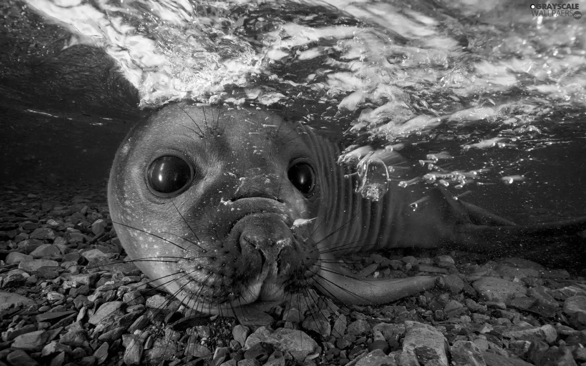 Stones, seal, water