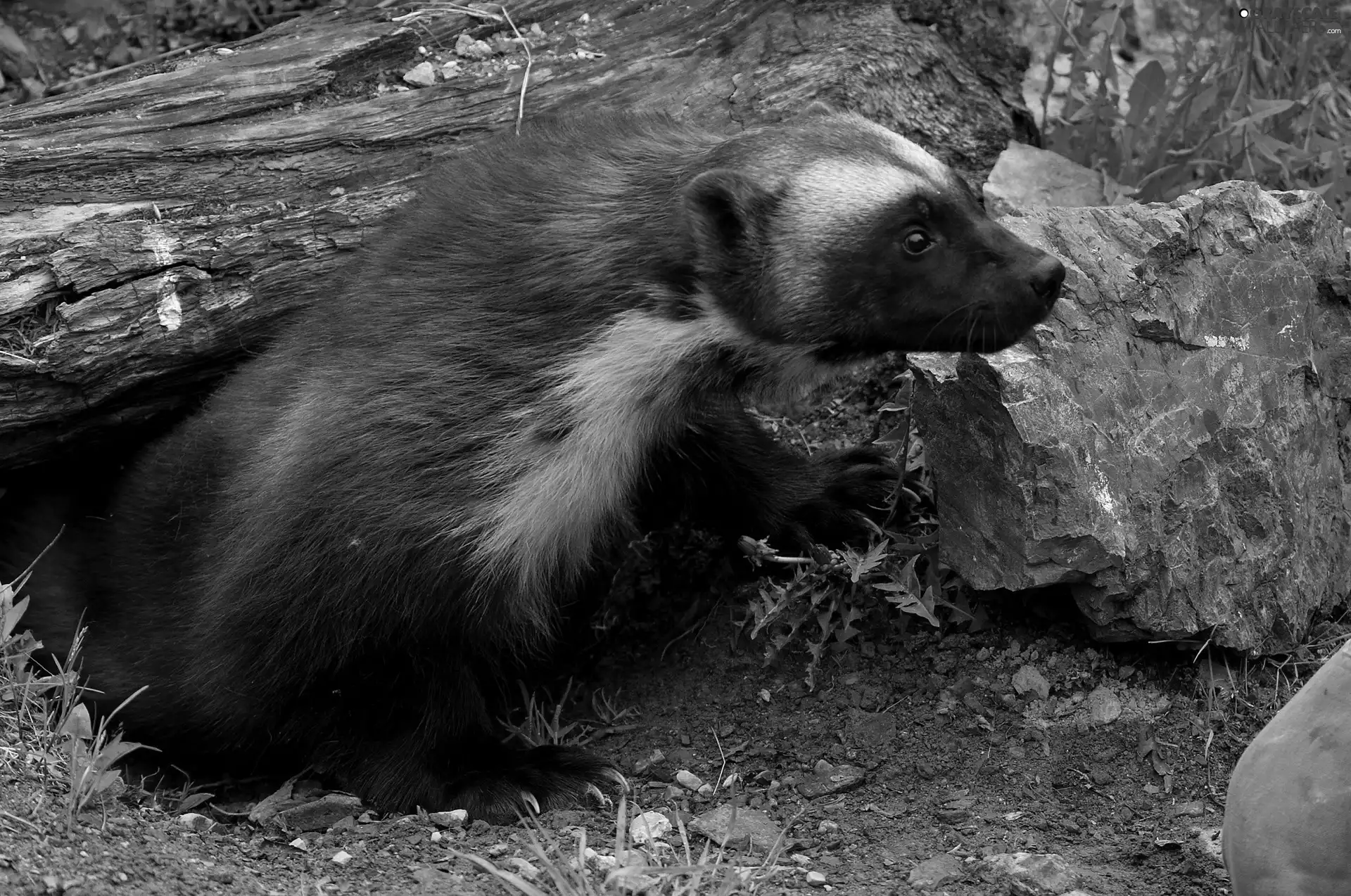 Stones, mink, wolverine