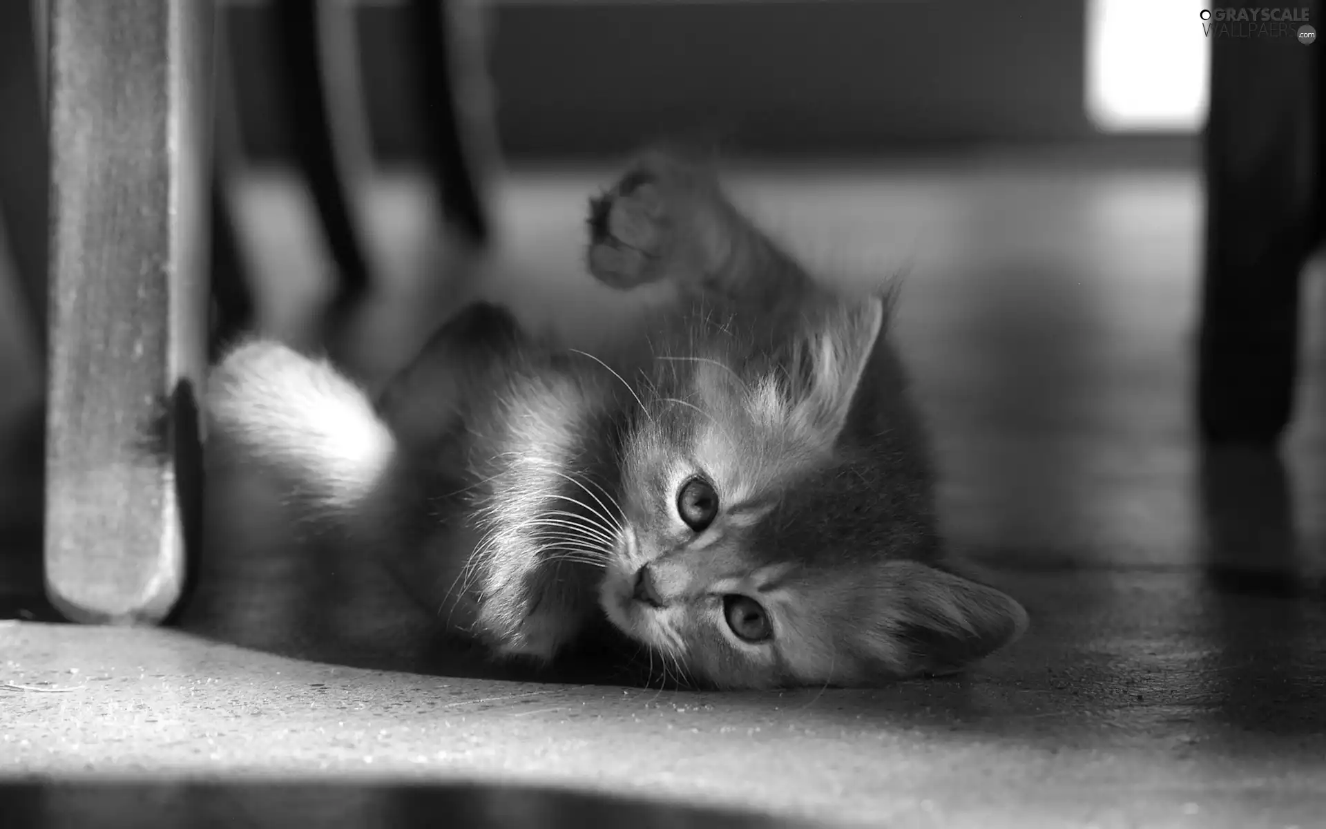 kitten, Stool