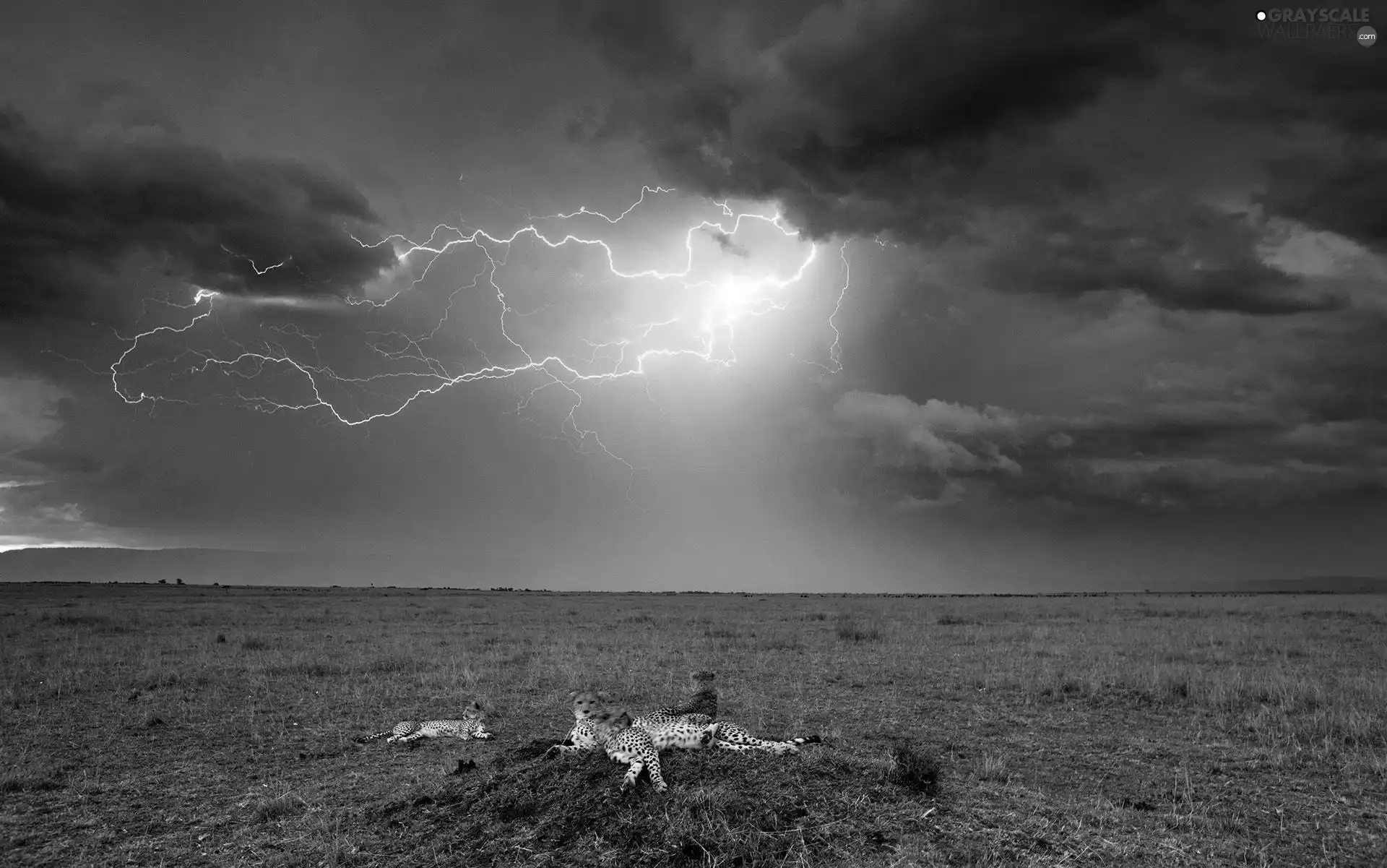 Storm, Cheetah, savanna