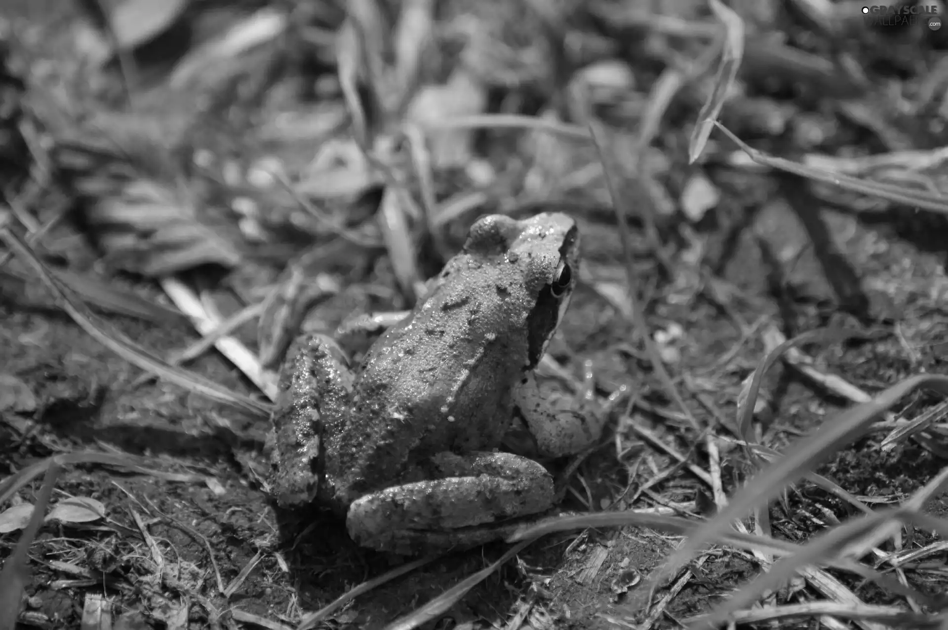 strange frog, amphibian