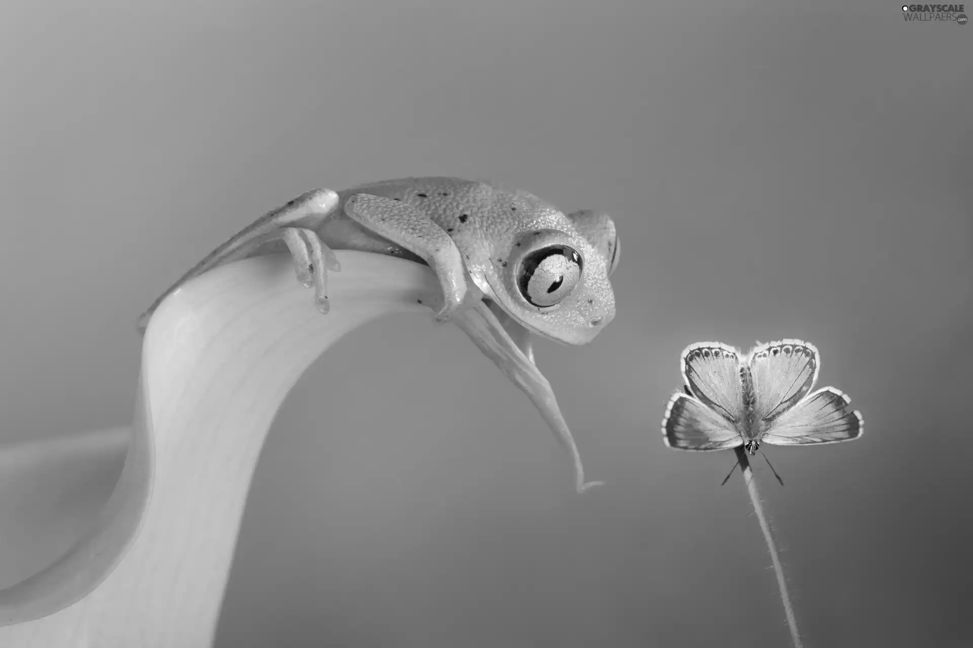 butterfly, Green, strange frog