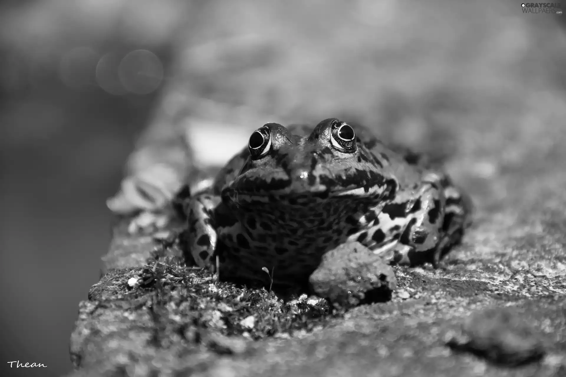 Eyes, Green, strange frog