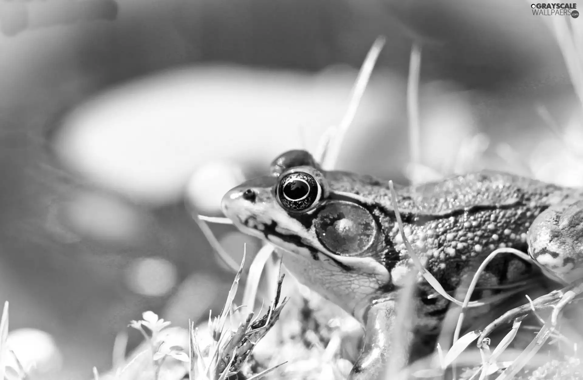 strange frog, grass