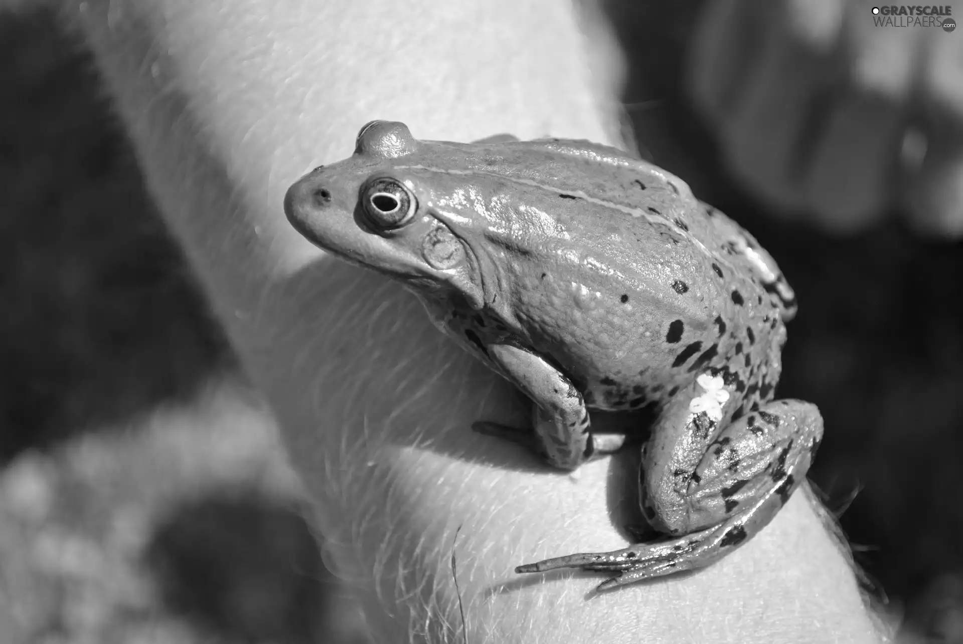 strange frog, hand