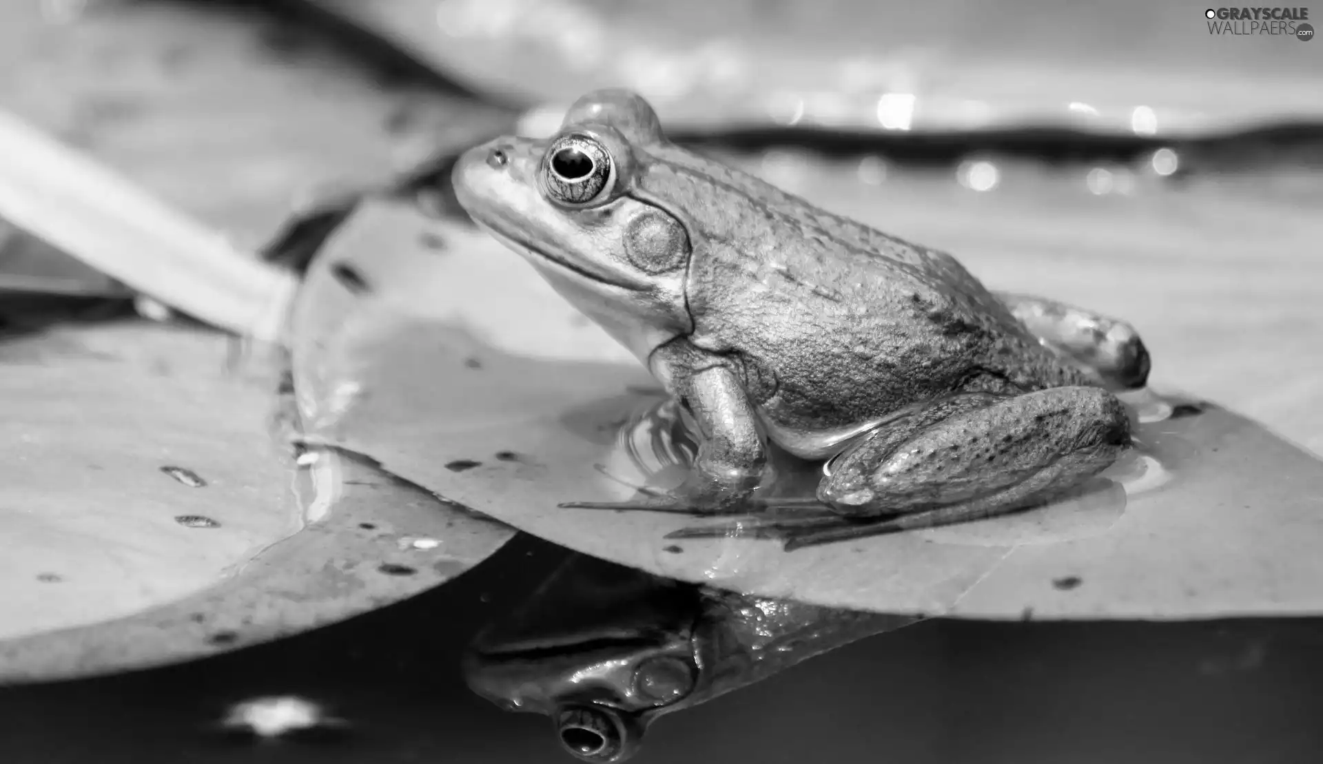 Leaf, Green, strange frog