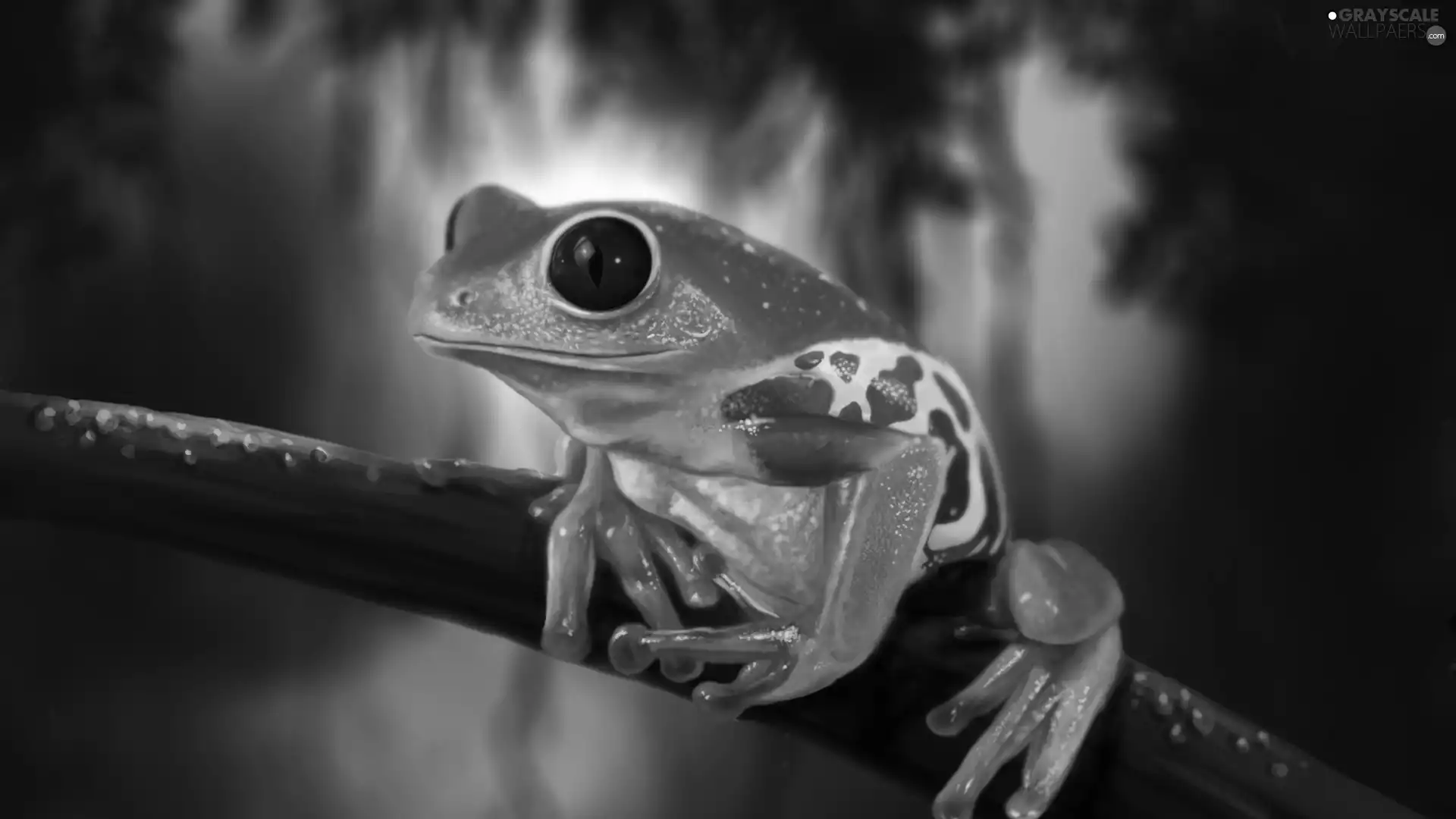 strange frog, twig