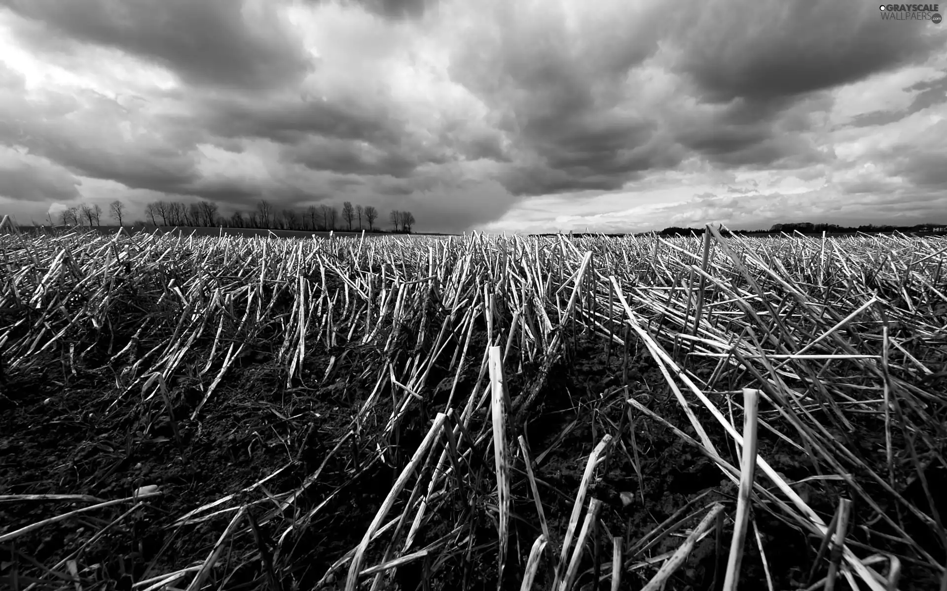 Field, straw