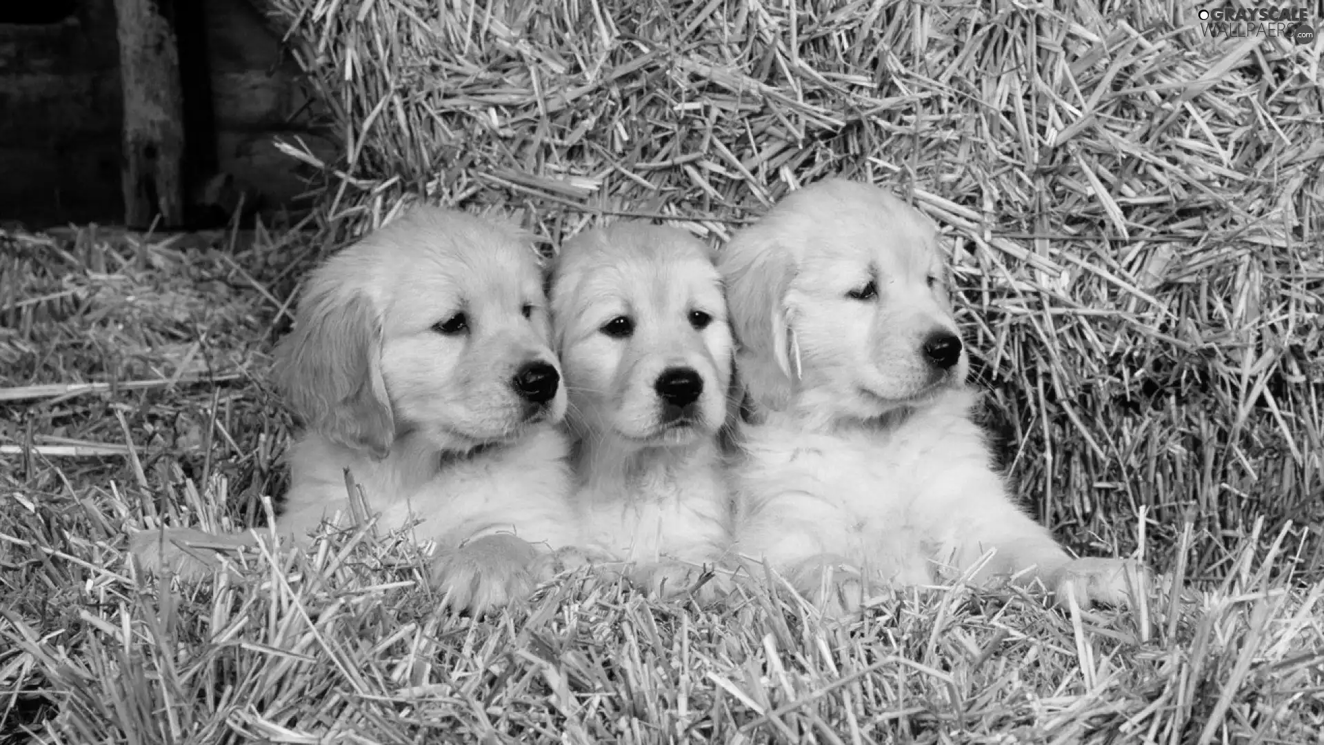 straw, Three, puppies