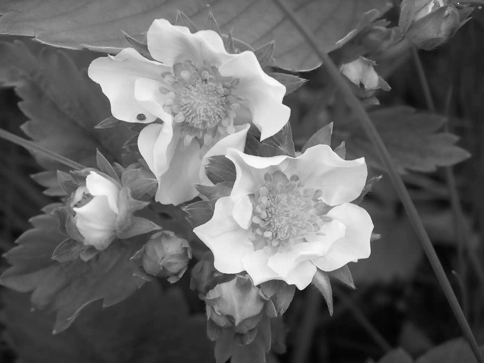 Flowers, strawberries