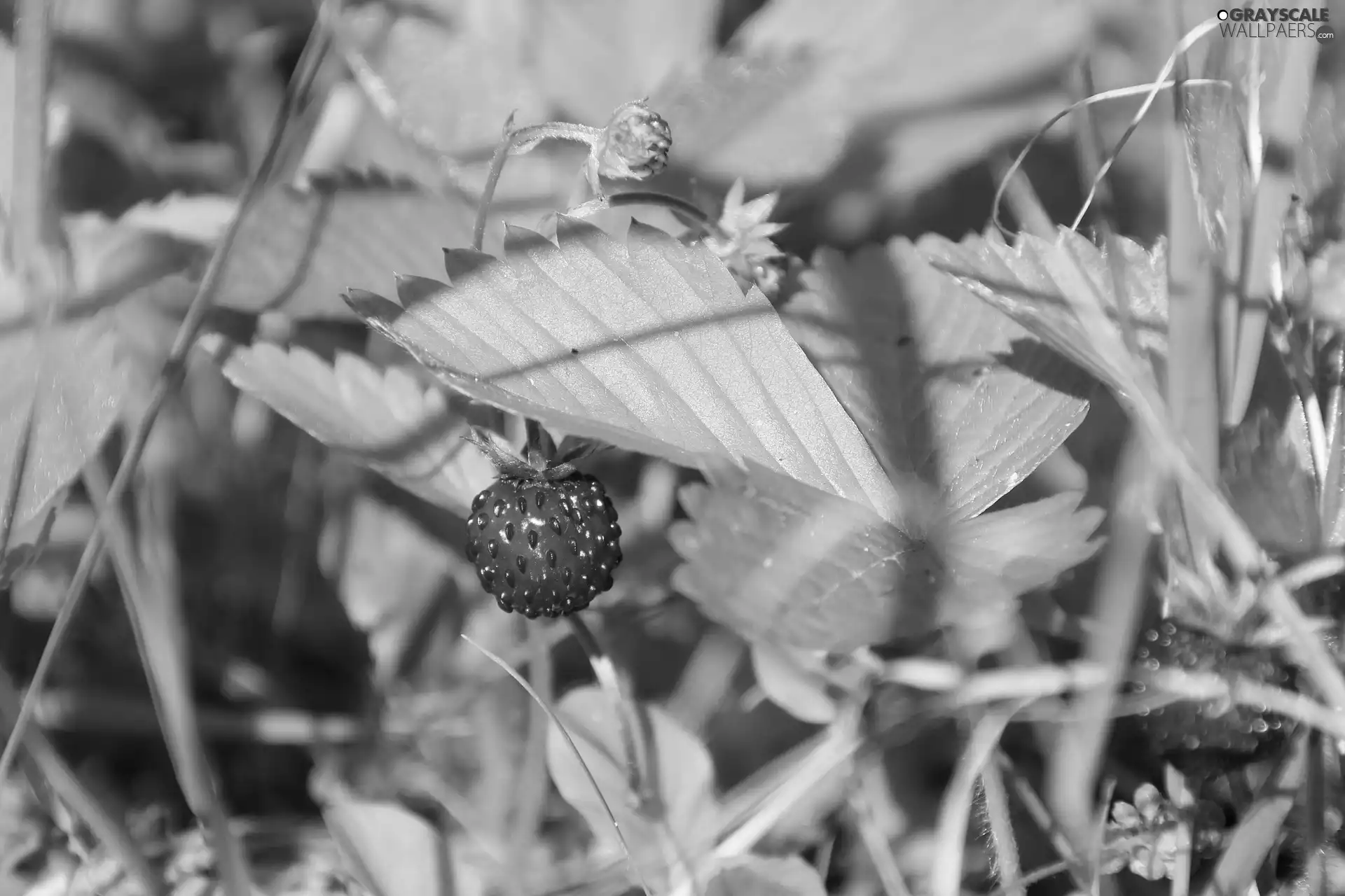 Strawberries, Leaf