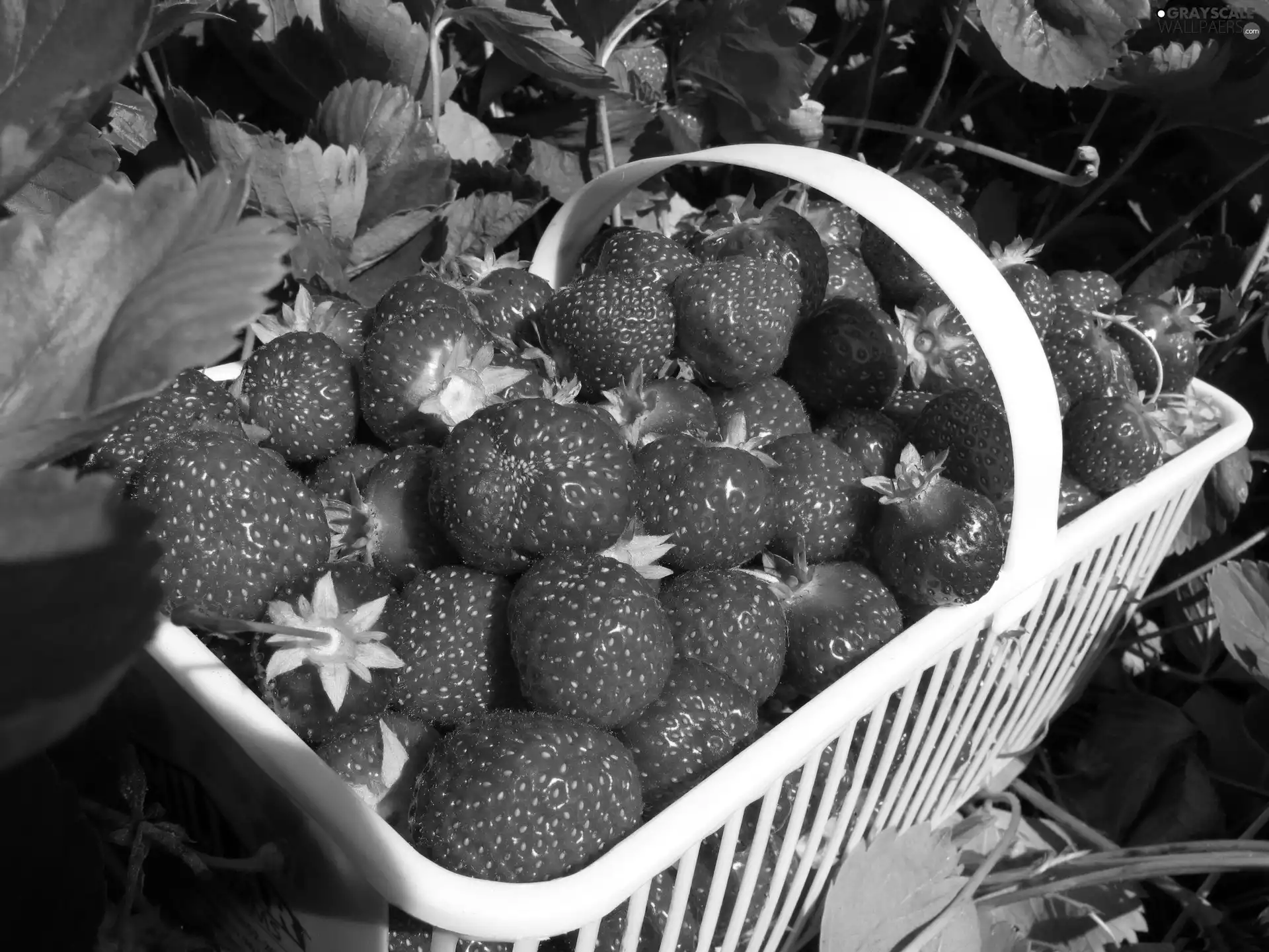 strawberries, leaves, basket, Mature, White