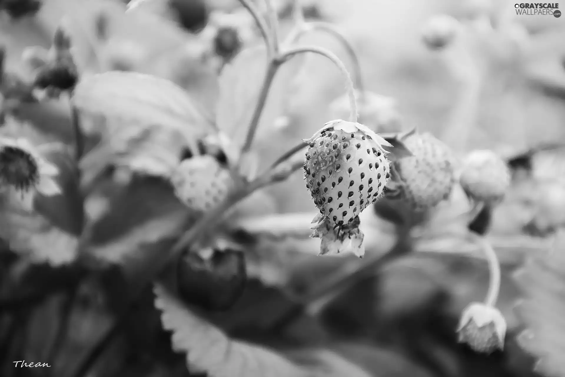 maturing, strawberries