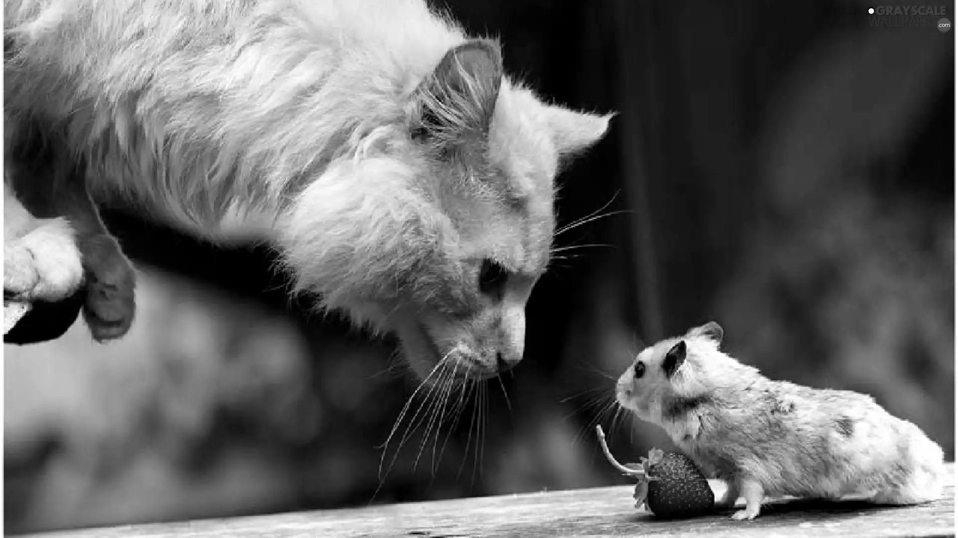 Strawberry, cat, hamster
