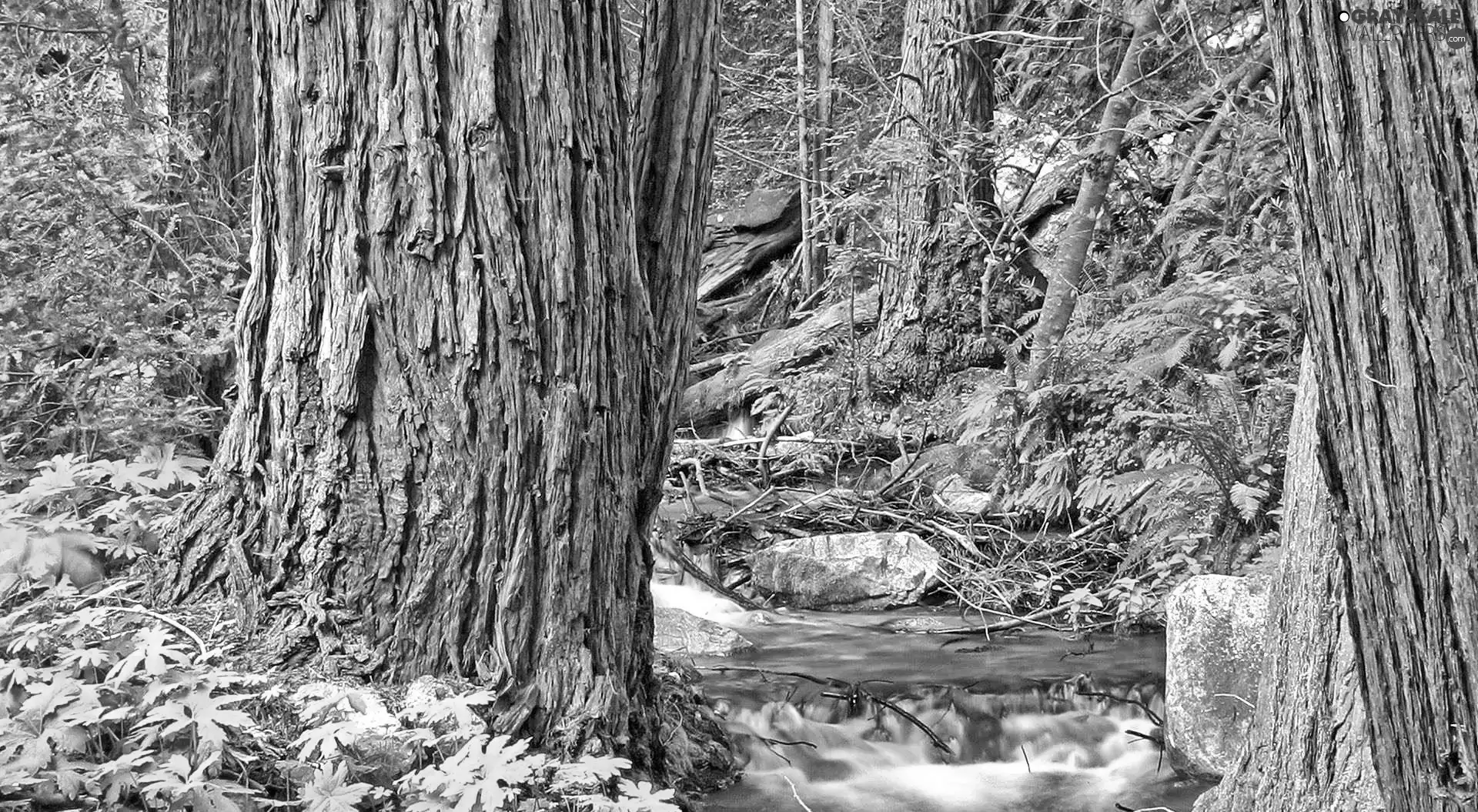 forest, stream