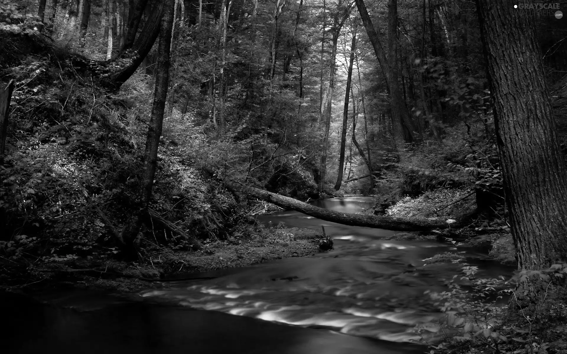 forest, viewes, stream, trees