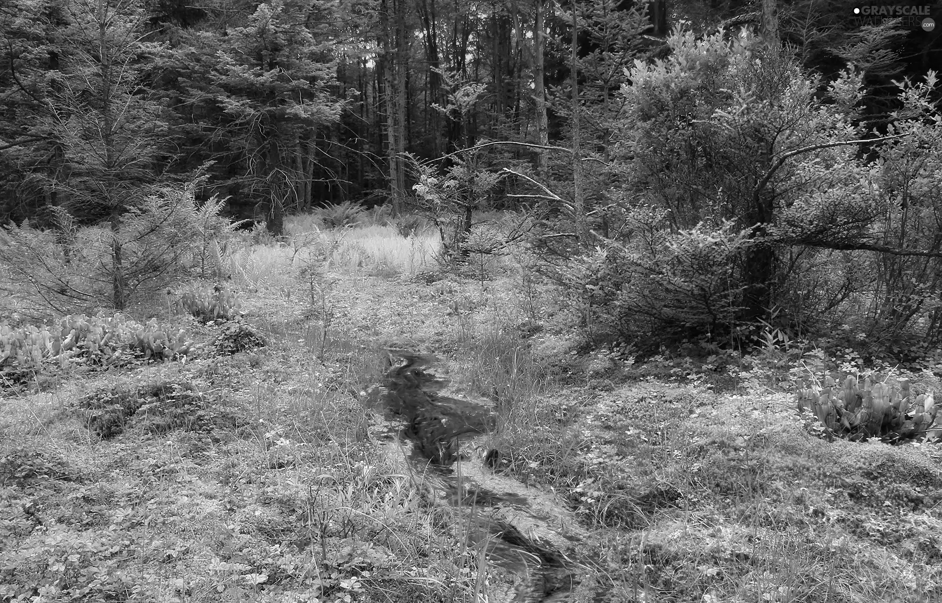 forest, stream