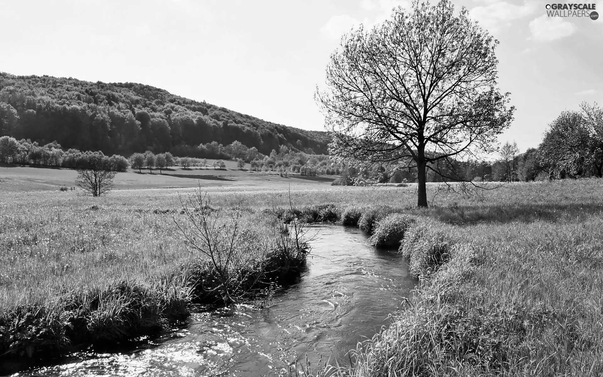 The Hills, medows, stream, woods
