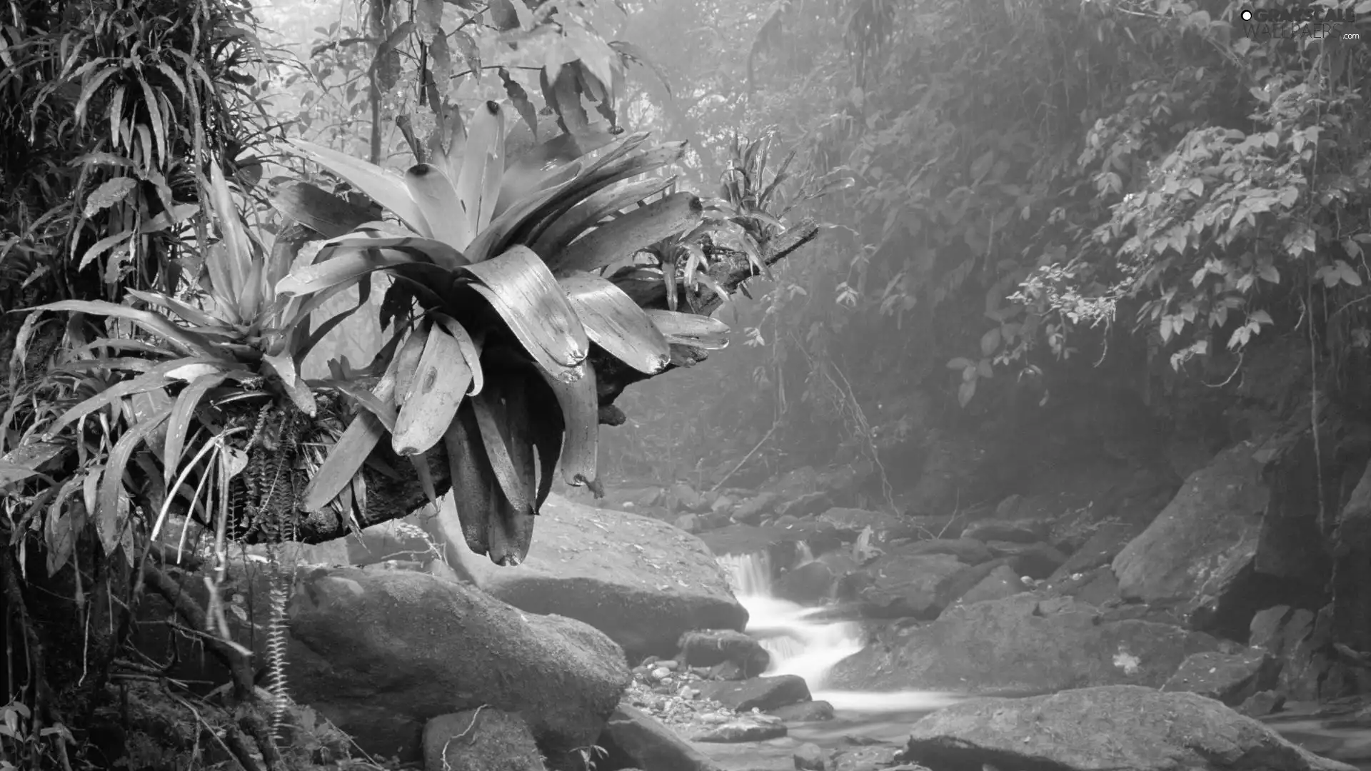 jungle, Stones, stream, Plants