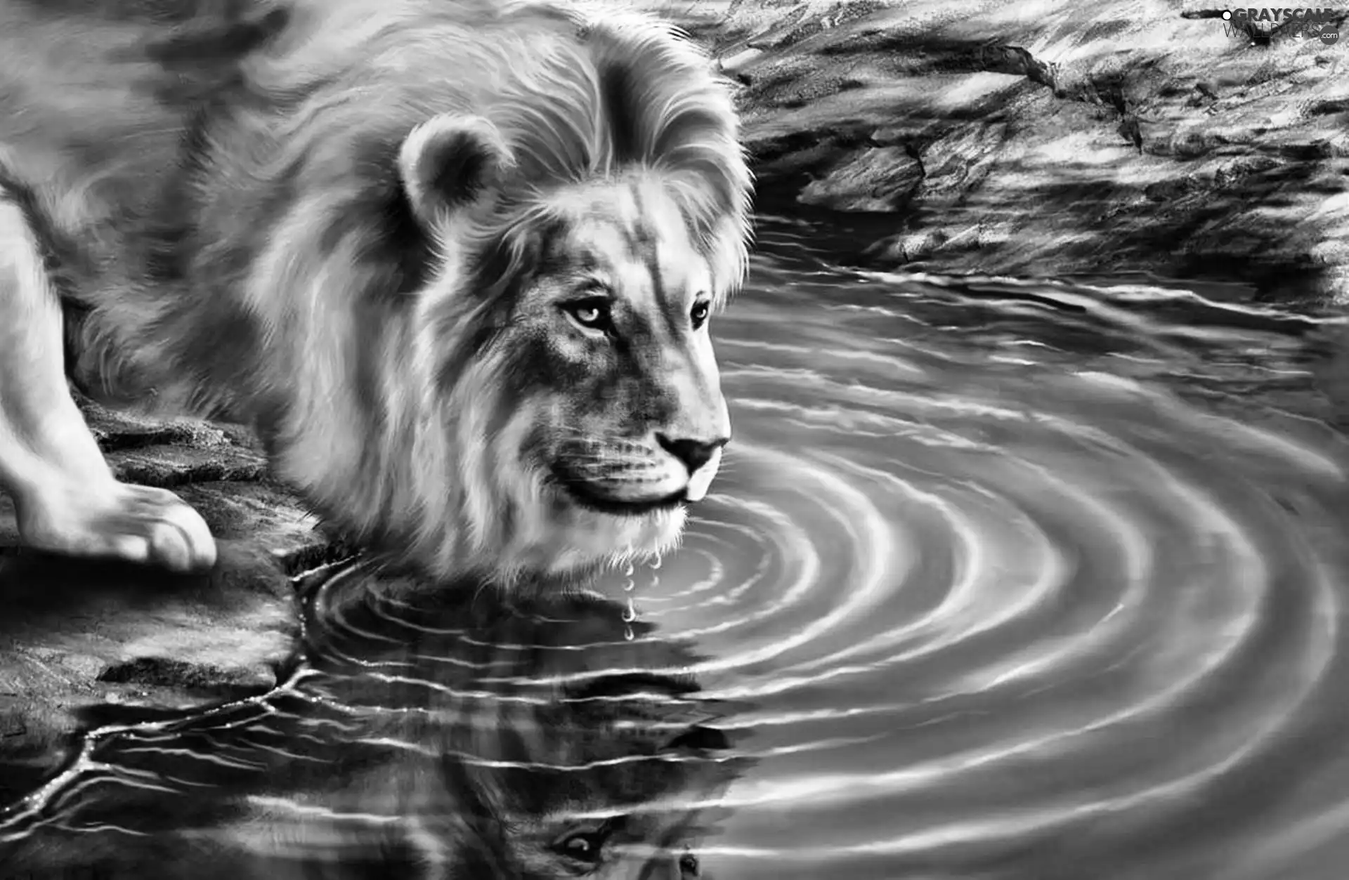 stream, drawings, Lion