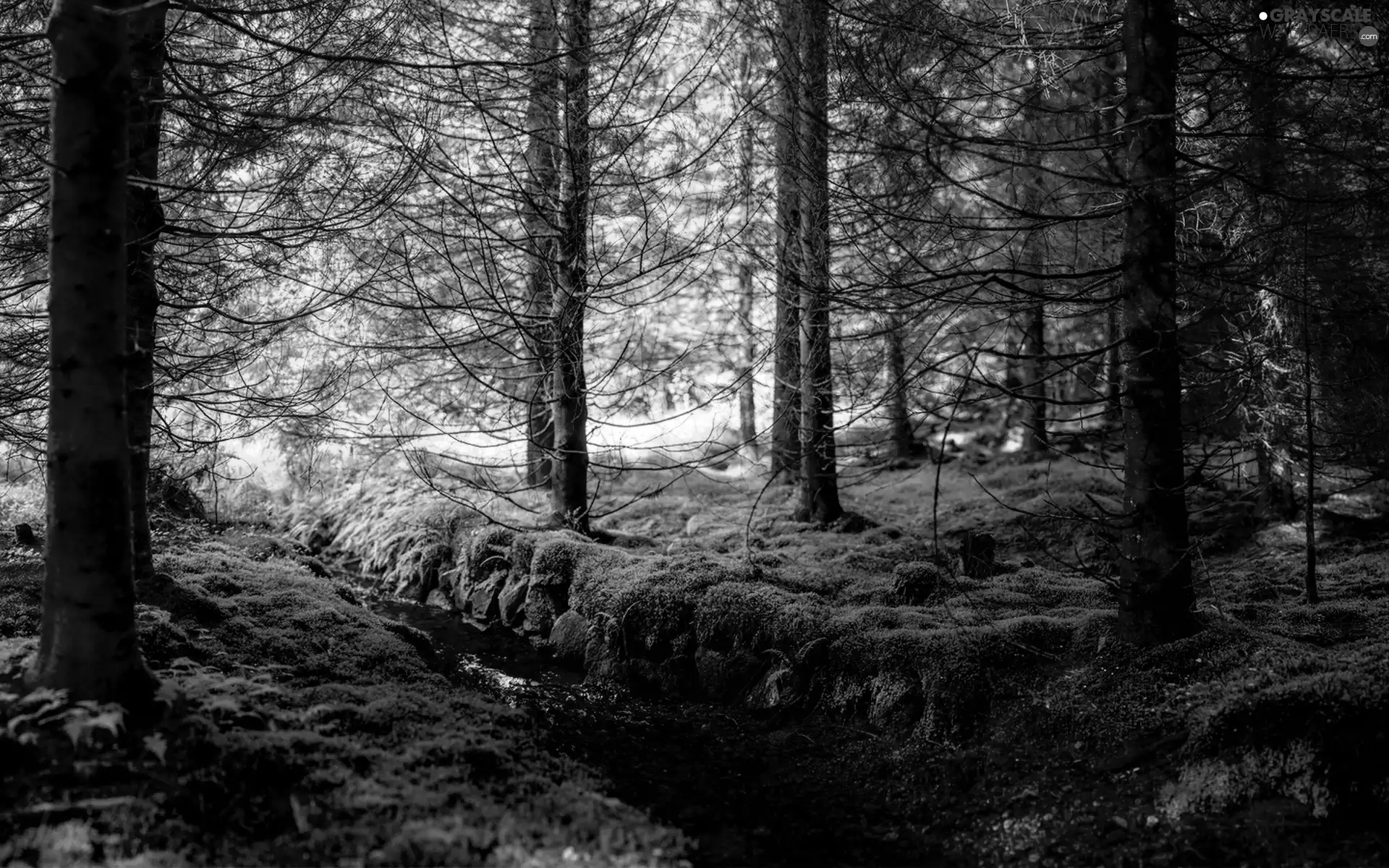 stream, forest, Moss