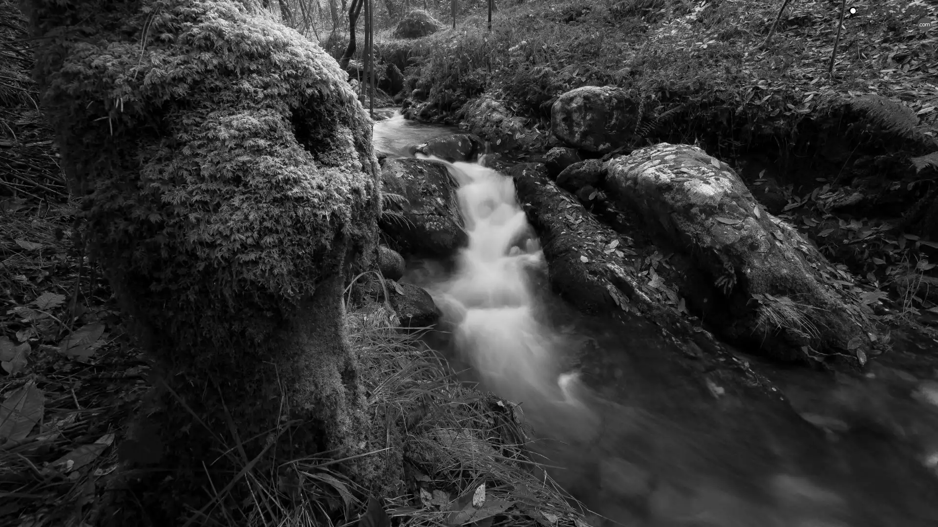 cascade, forest, mossy, stream, autumn, Stones, Leaf