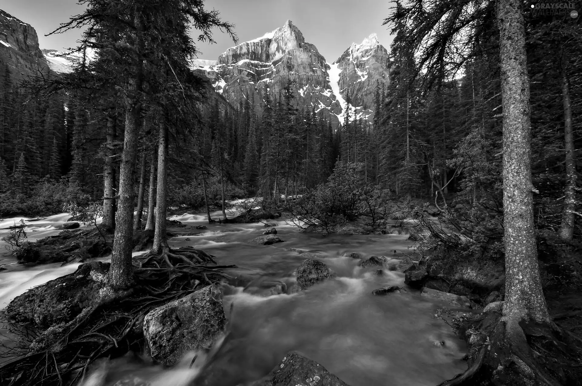 Mountains, rapid, stream, forest