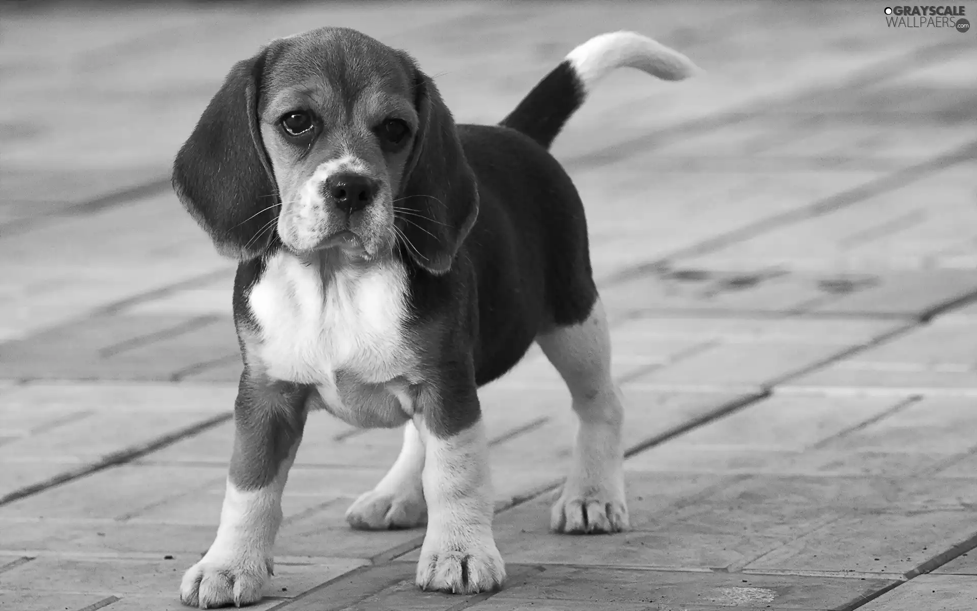 Street, honeyed, puppie