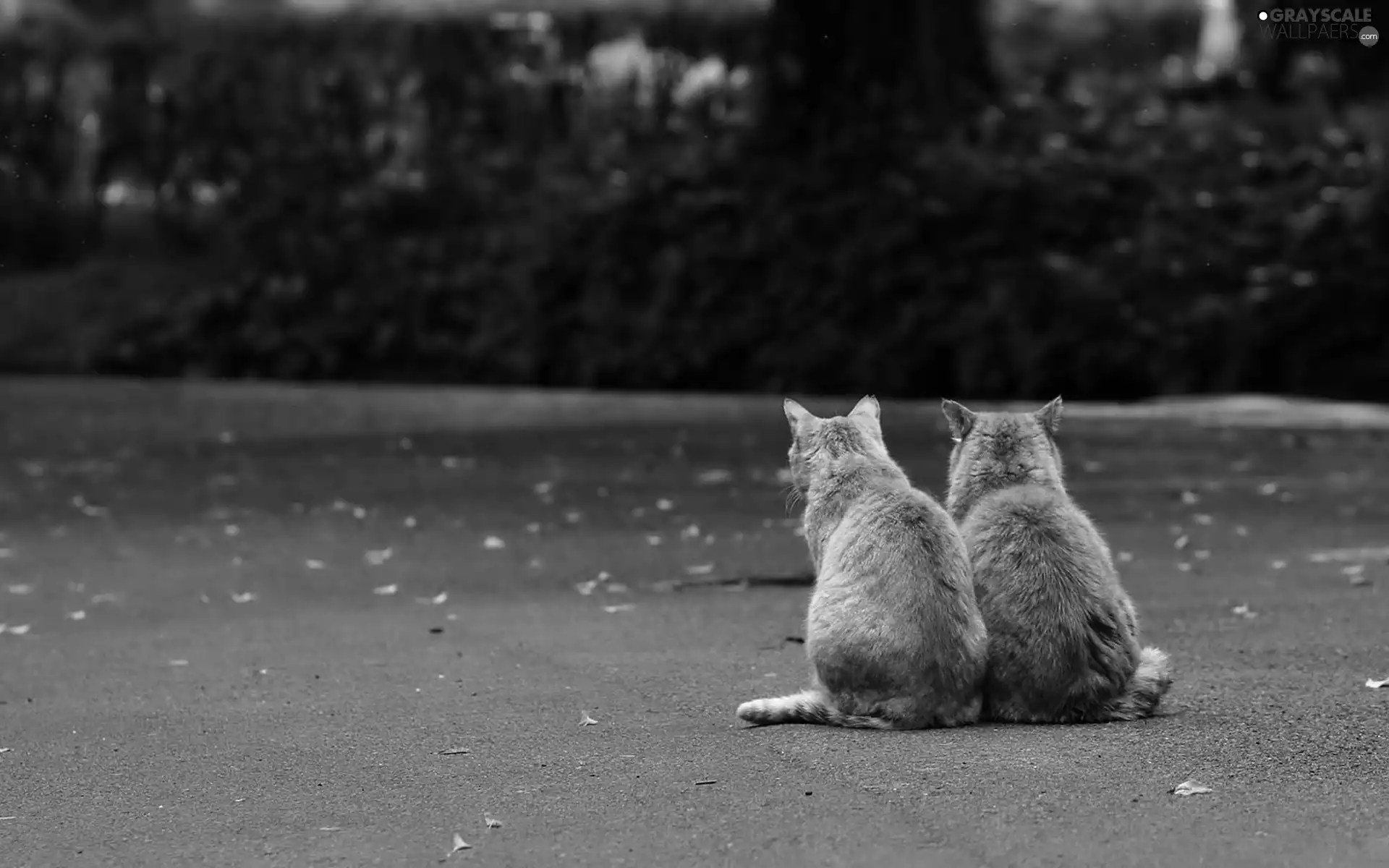Two cars, cats, Street, red head