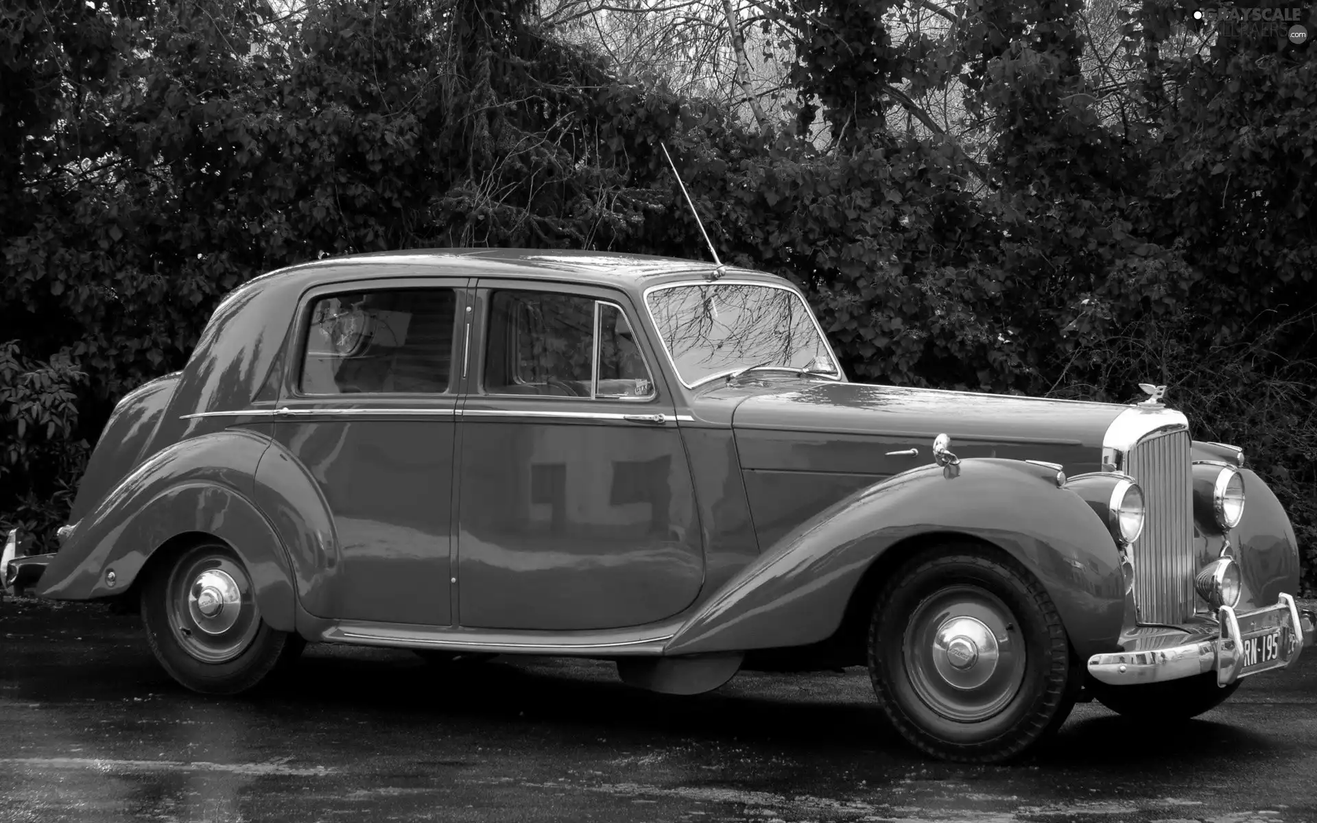 trees, viewes, Blue Rolls Royce, Street, antique