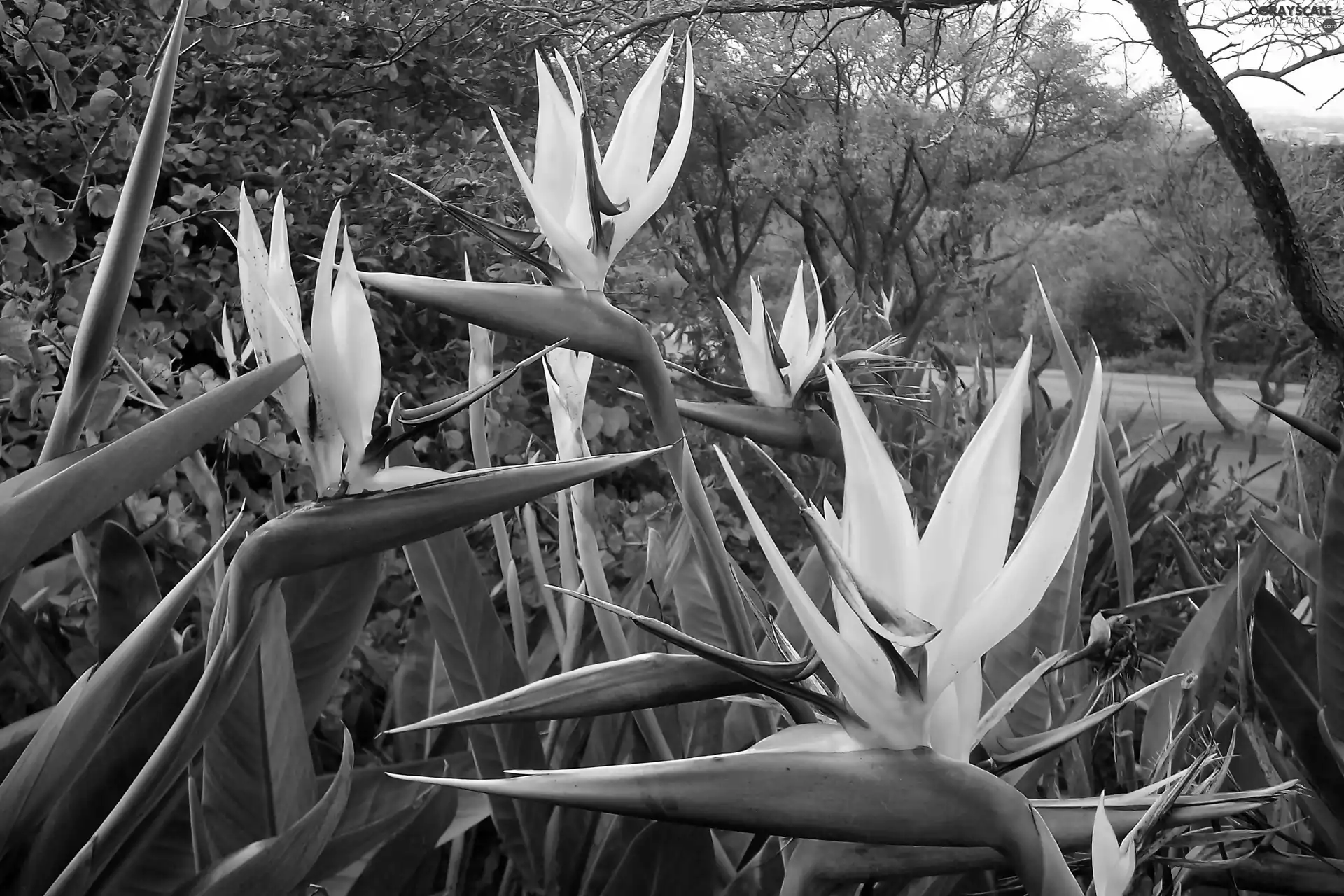Strelitzia, Park, Yellow