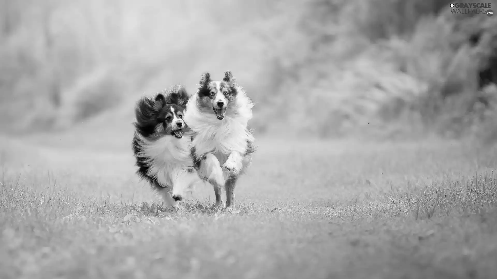 Shetland Sheepdogs, Dogs, stretching