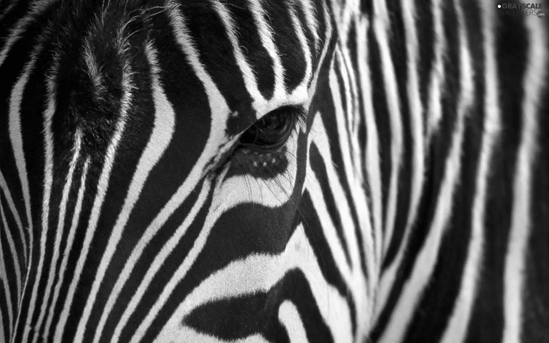 stripes, Zebra, eye