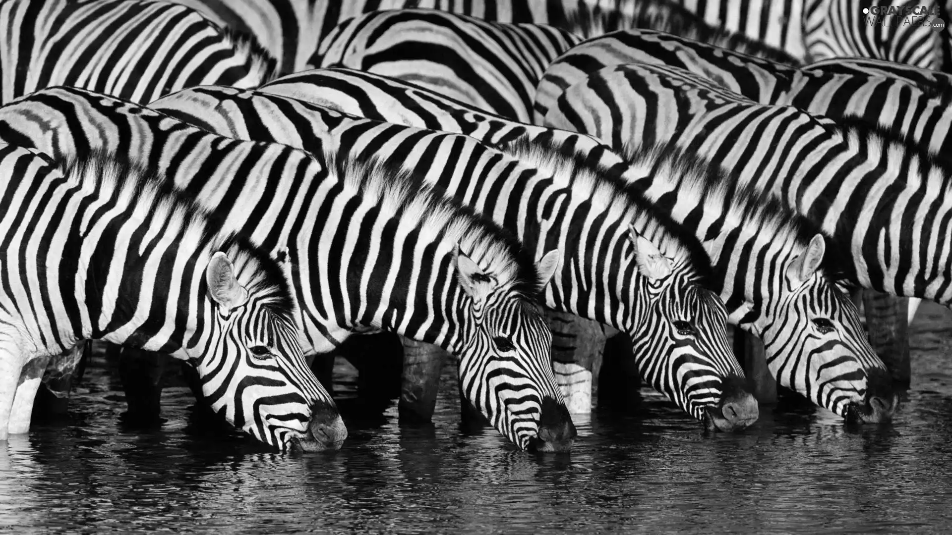 watering place, zebra, stripes