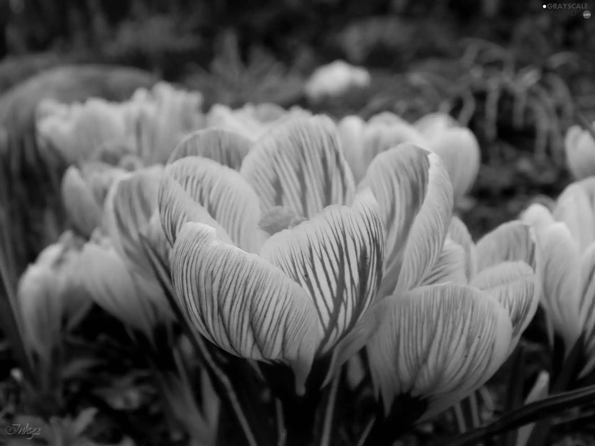 stripes, crocuses, purple