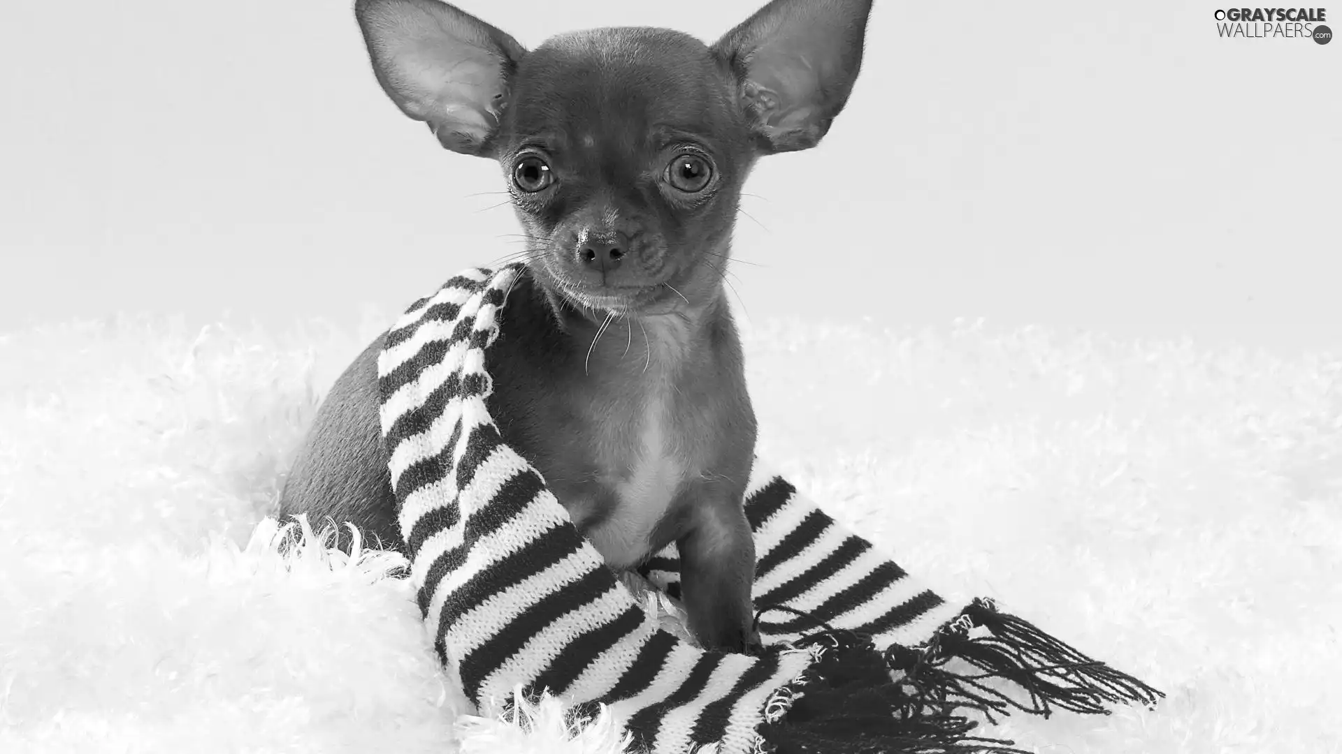 stripes, Chihuahua, Scarf
