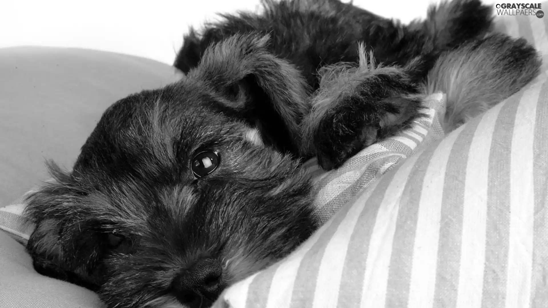 schnauzer, ##, stripes, pillows